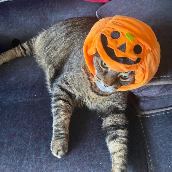 Cat/Small Dog Pumpkin Hat 🎃 - Picture 5 of 5